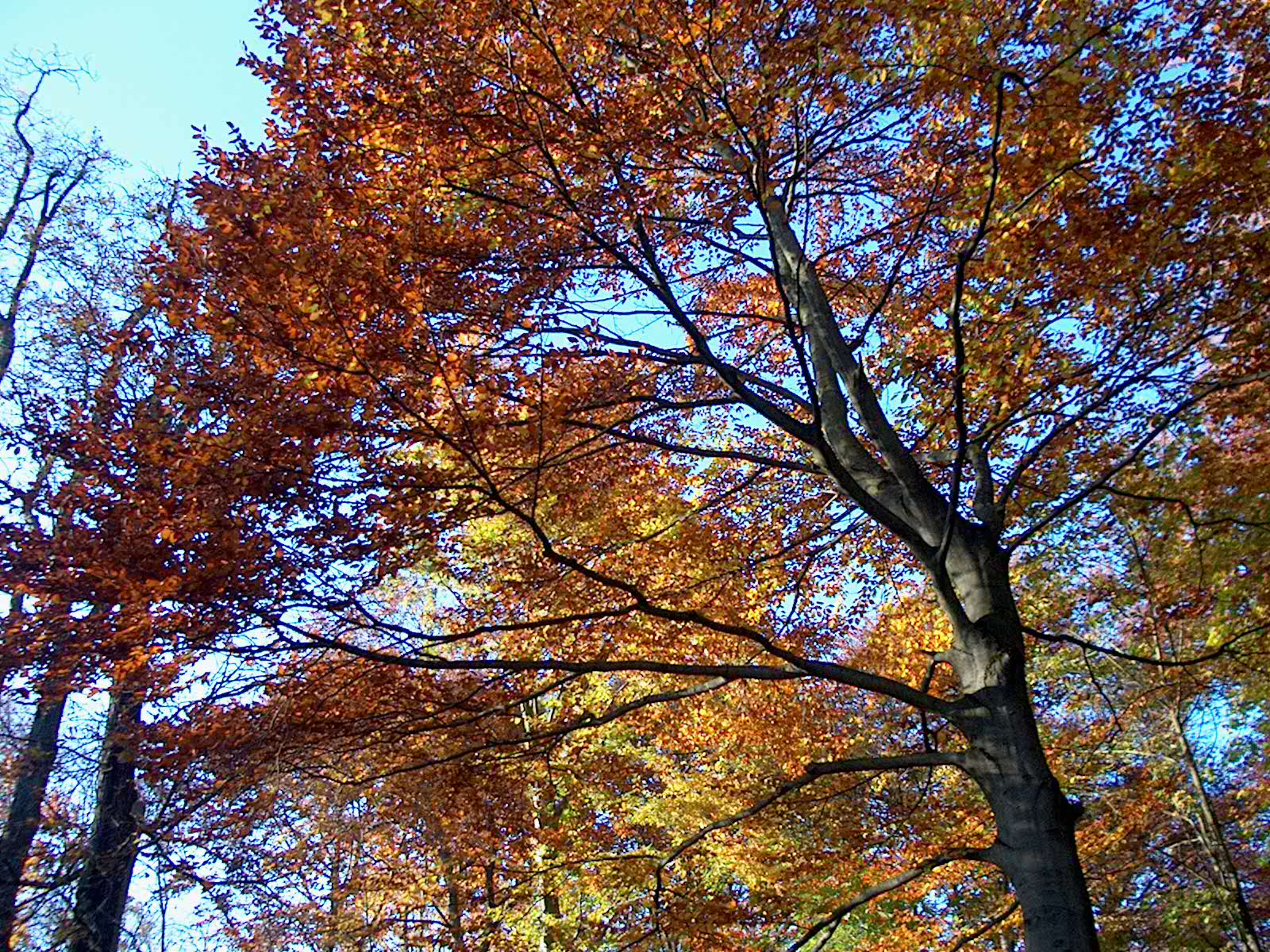 Nyphenburger Park 034 